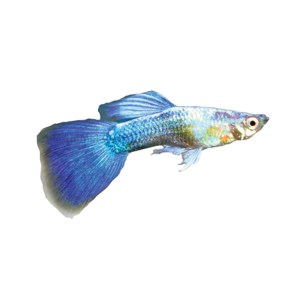 Guppy Blue Turquoise Male