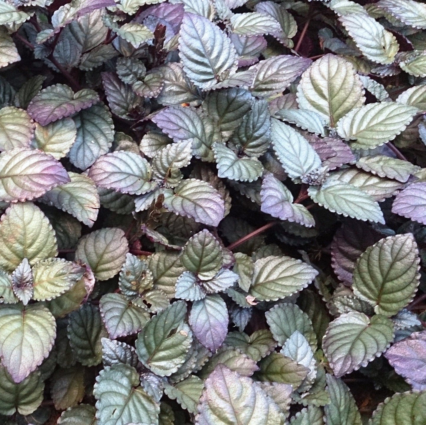 Hemigraphis colorata - Silver Waffle (Marginal/Bog Plant - not true aquatic)