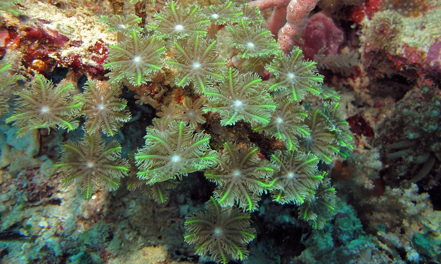 Clove/Palm Tree Polyps (Clavularia sp.) - Various