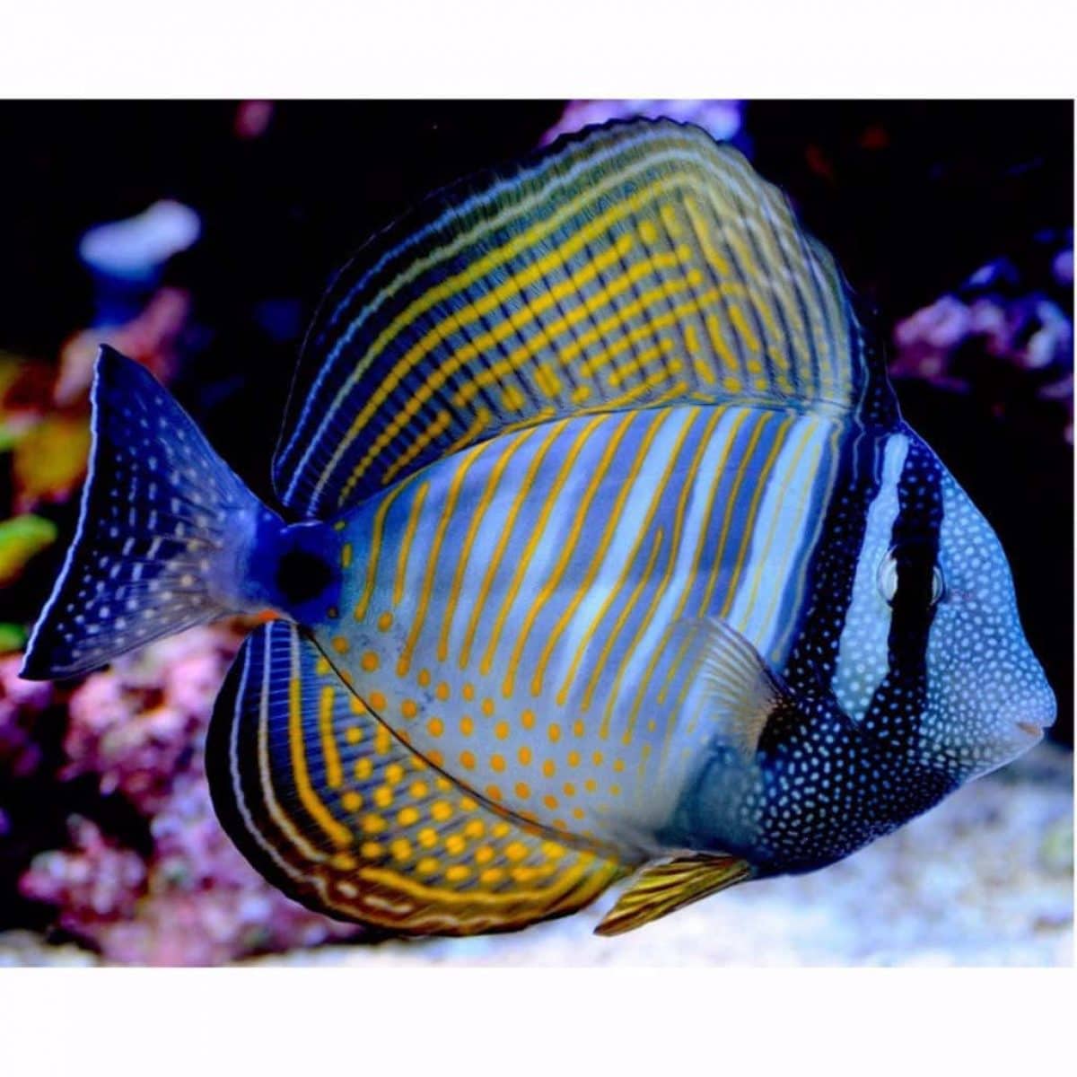 Tang Desjardinii Sailfin (Zebrasoma desjardinii)