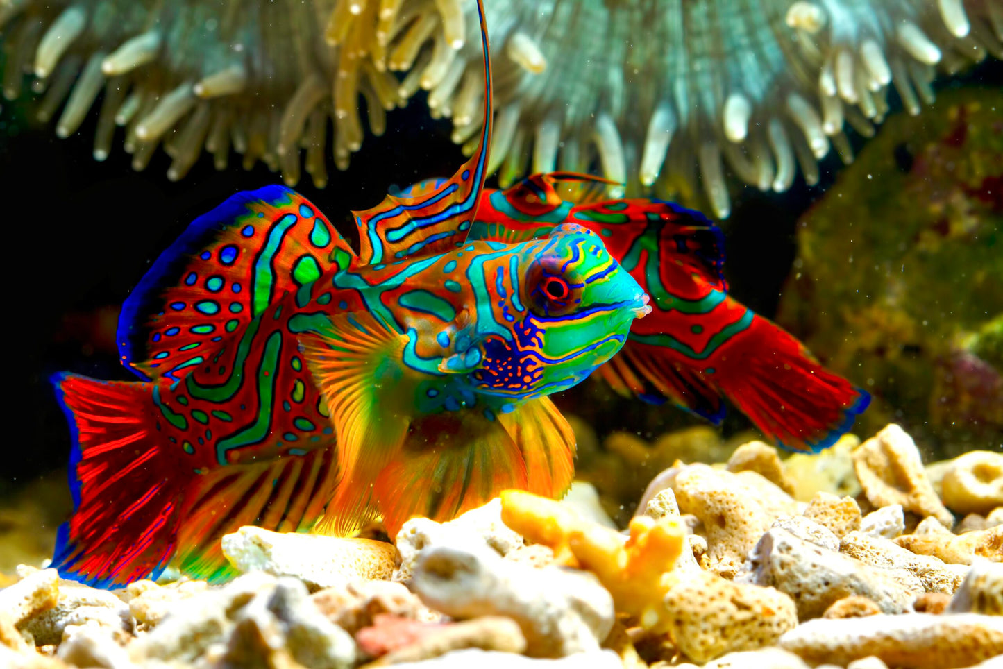 Dragonet - Psychedelic Mandarin (Synchiropus splendidus)