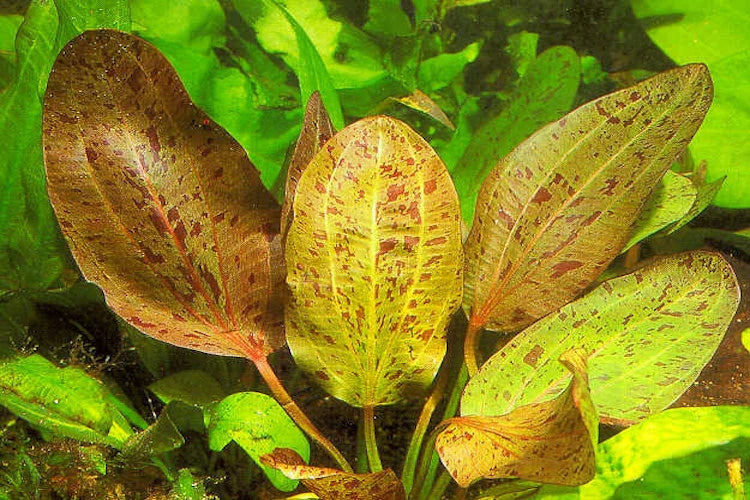 Echinodorus 'Ozelot Red' Sword