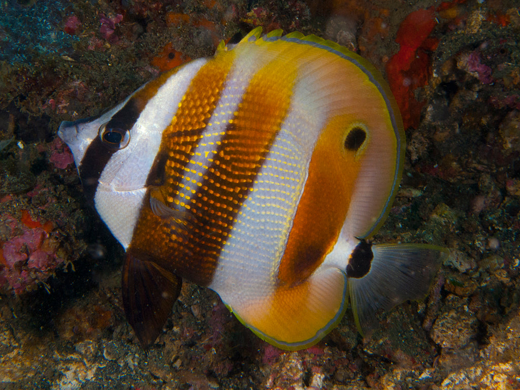 Butterflyfish - Orangebanded Coralfish