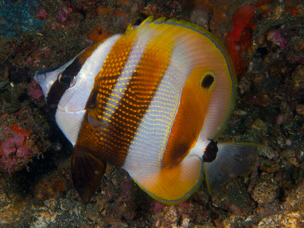 Butterflyfish - Orangebanded Coralfish (Coradion chrysozonus)