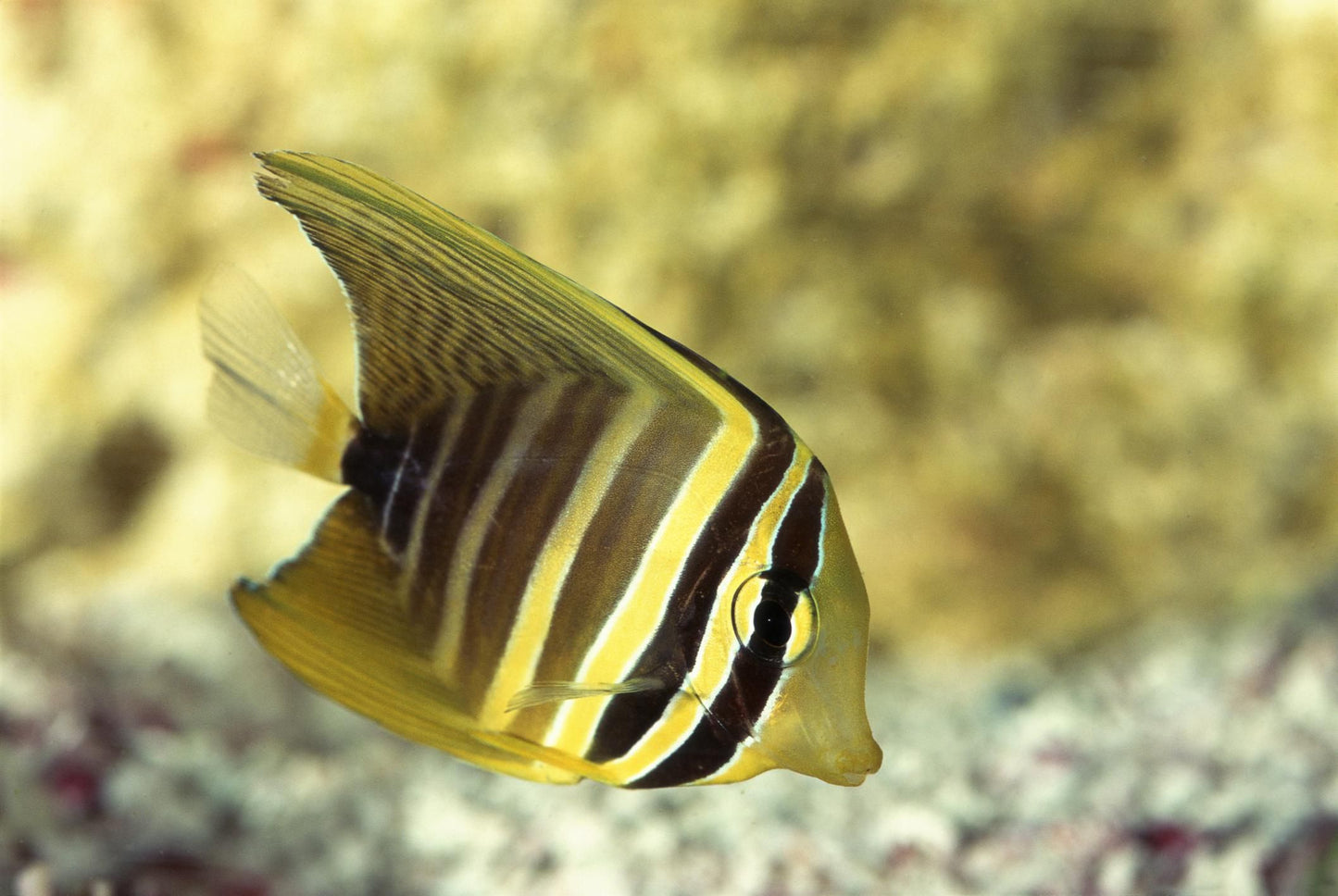 Tang Pacific Sailfin (Zebrasoma veliferum)