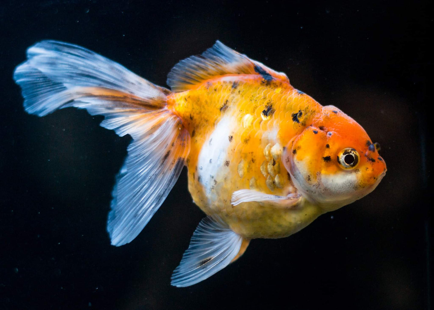 Goldfish - Oranda Calico