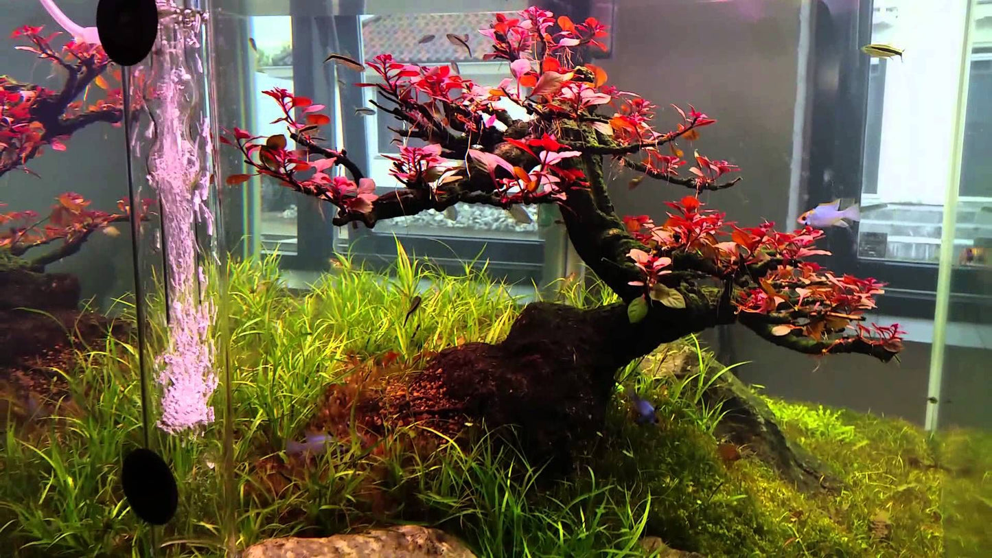 Ludwigia palustris var 'Super Mini Red'