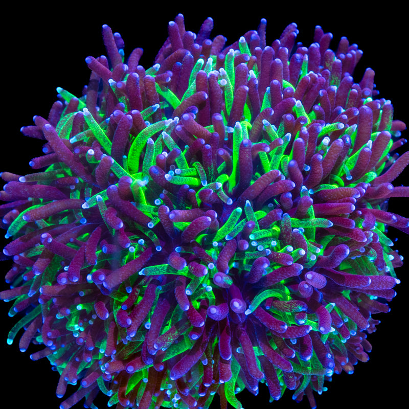 Stinging Corals (Leptastrea/Hydnophora/Platygyra/Galaxia/Bernardopora Sp.)