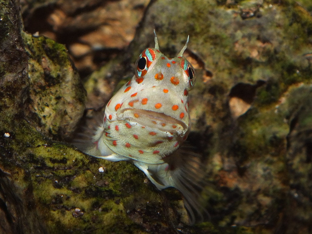 Blenny - Redspotted