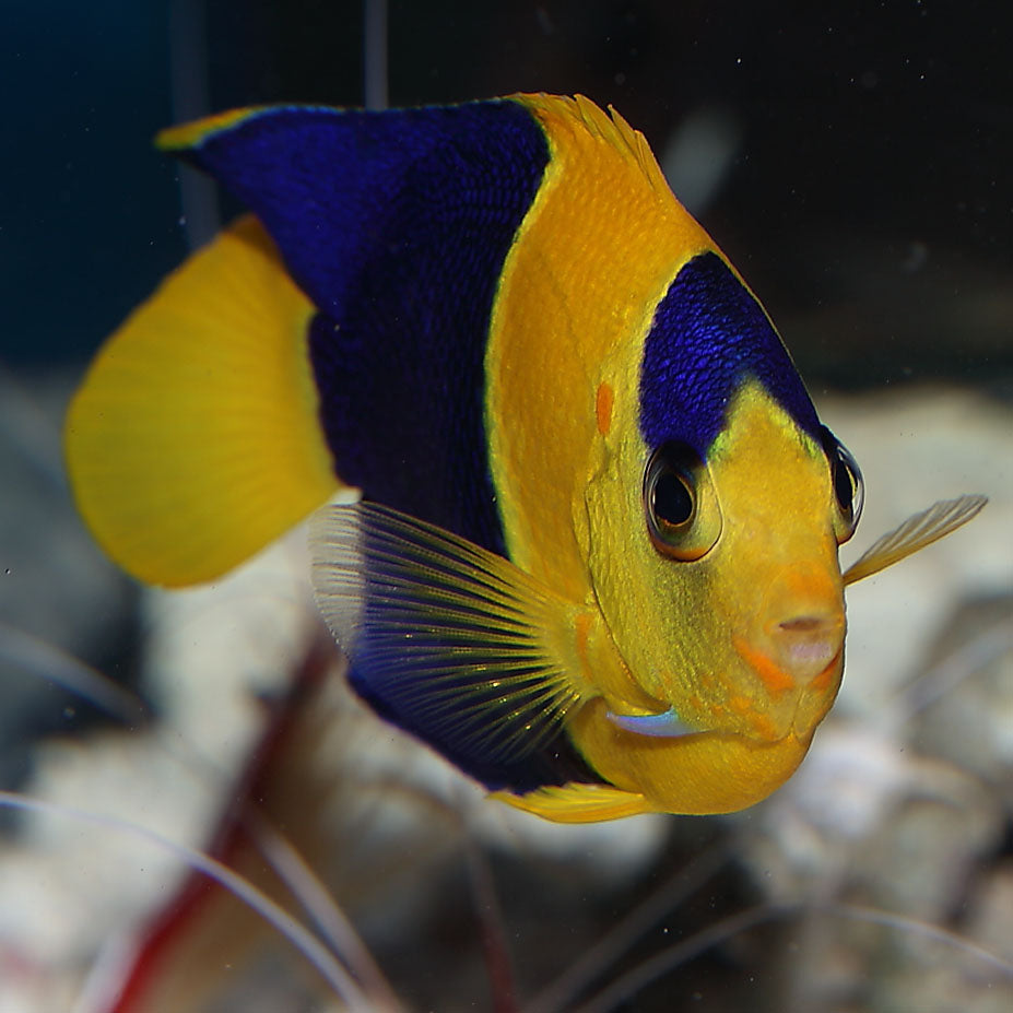 Angelfish Bicolour (Centropyge bicolor)