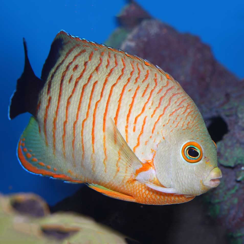 Angelfish Orange Lined