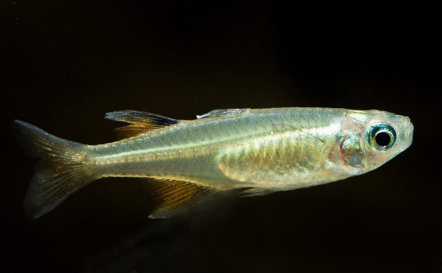 Blue Eye - Pacific (Pseudomugil signifer)