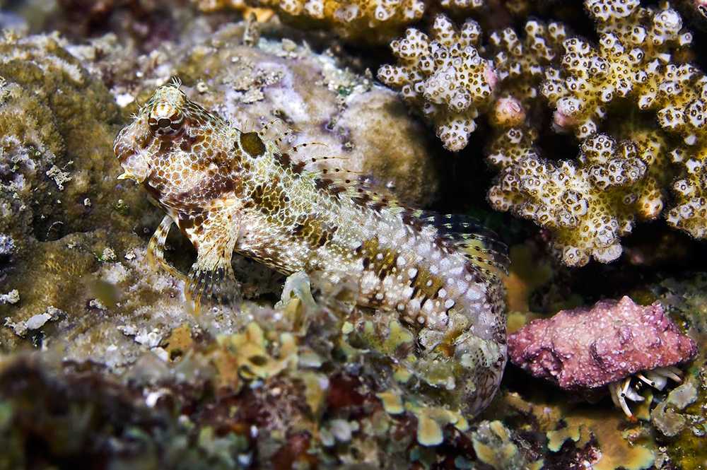 Blenny - Lawnmower (Triple Spot) "Algae Eater"