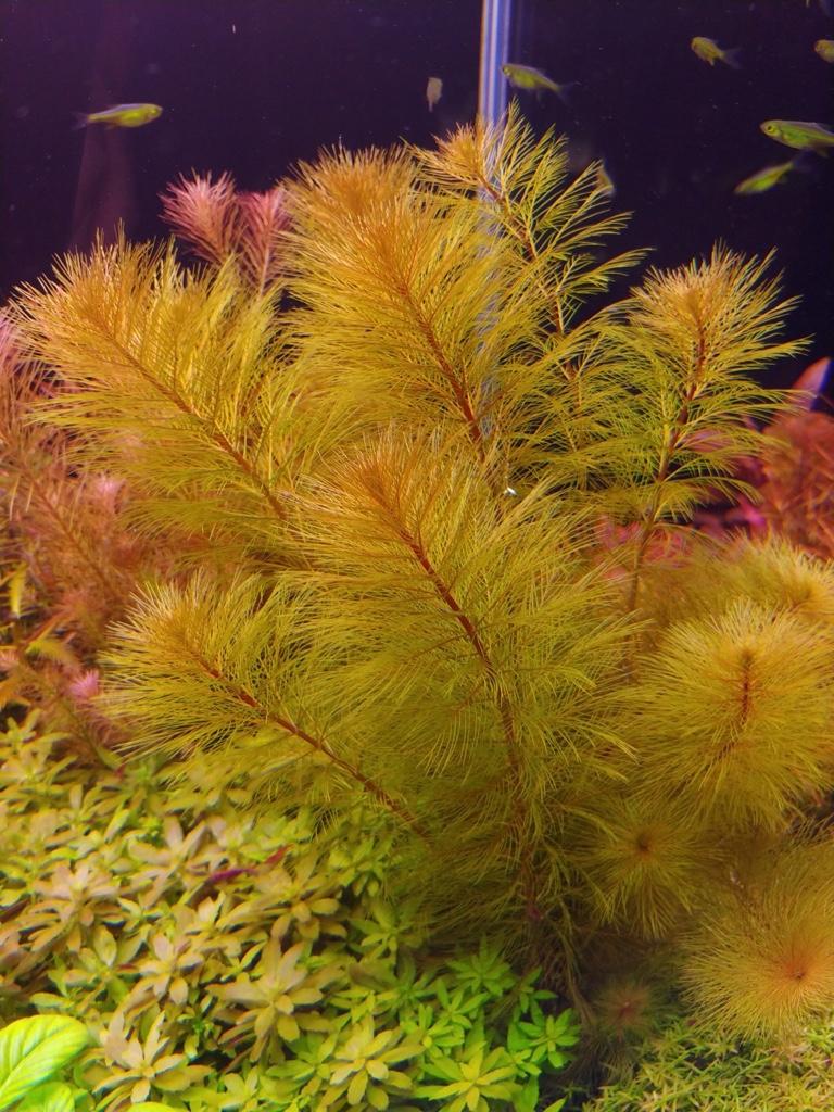 Milfoil - Bronze (Myriophyllum sp. 'Roraimi')