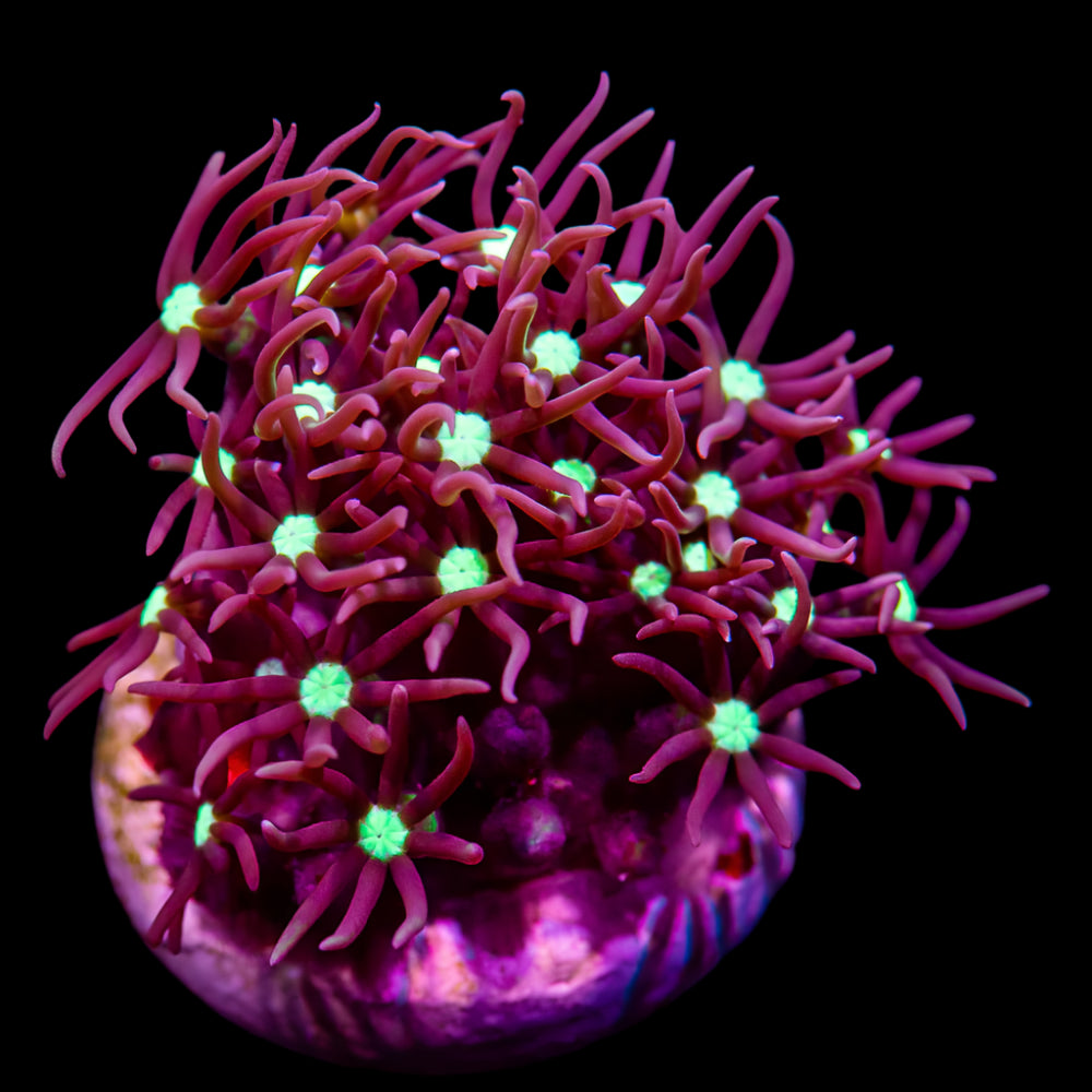 Star Polyps (Briarium/Pachyclavularia sp.)