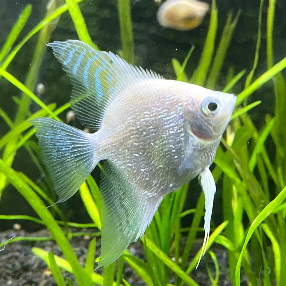 Platinum angelfish hot sale