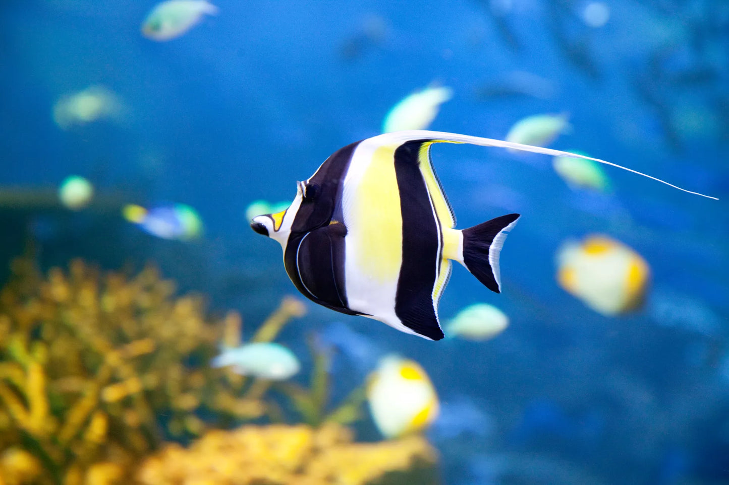 Moorish Idol