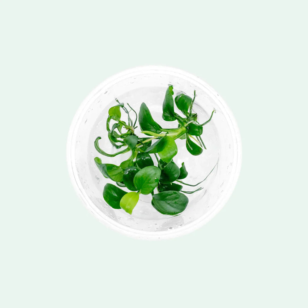 TC Anubias nana "Petite"