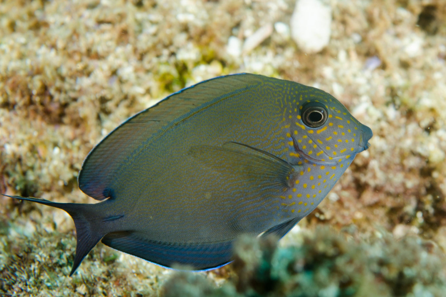 Tang Dusky (Acanthurus nigrofuscus)