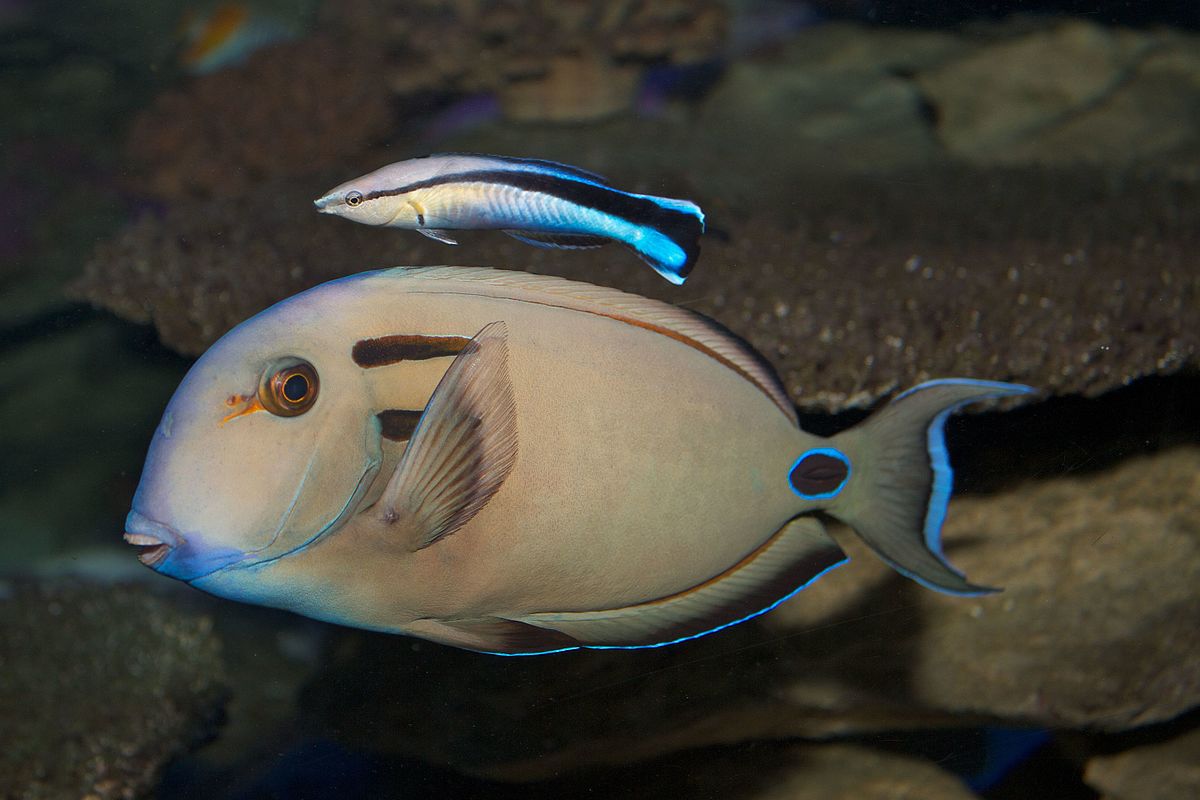 Tang Double Line/Lieutenant (Acanthurus tennenti) "Rare"