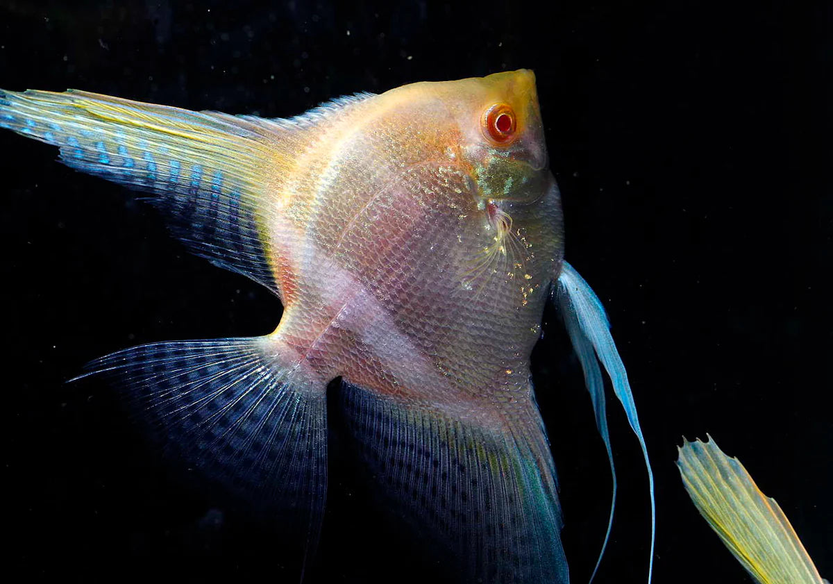 Angelfish Albino Red Eye