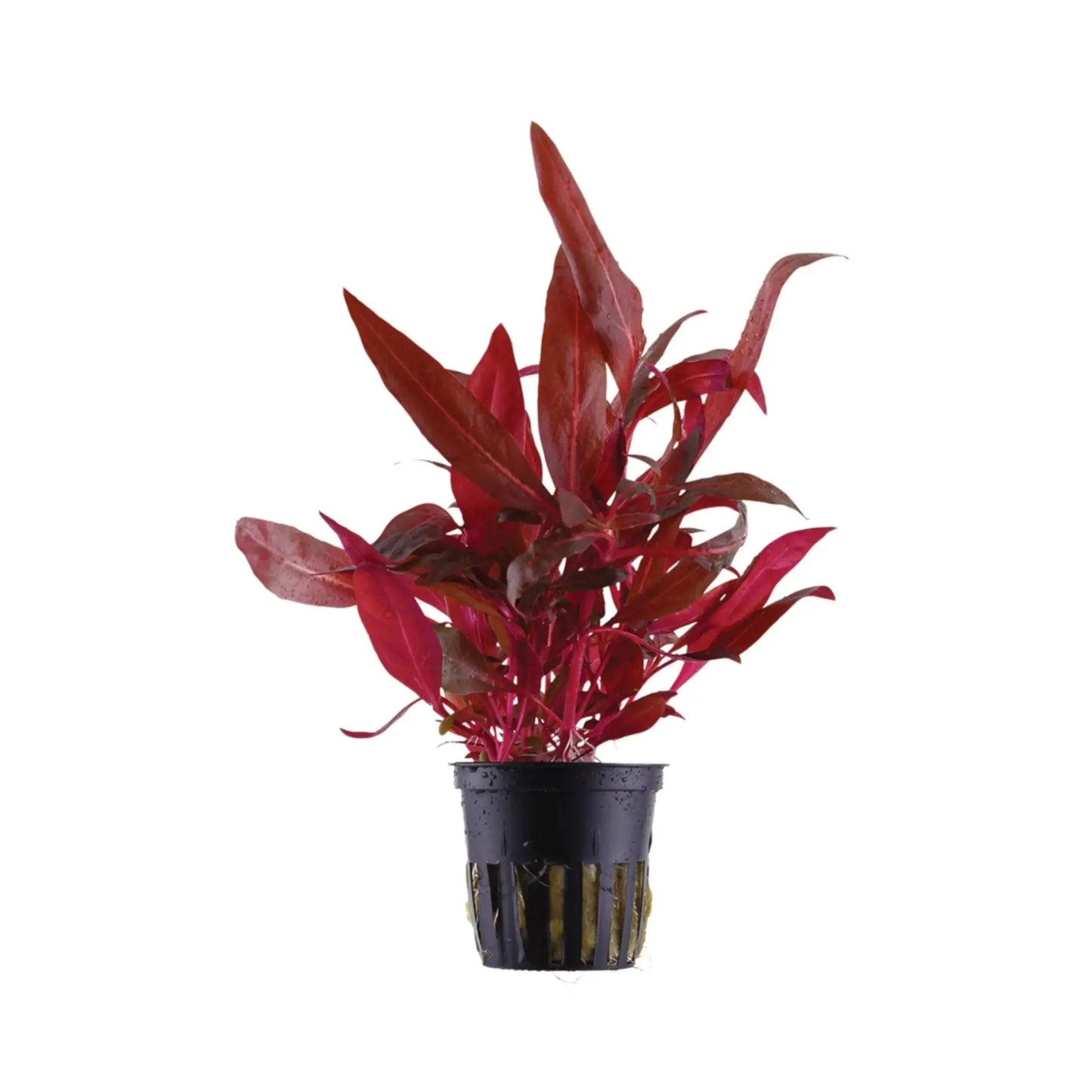 Alternanthera reineckii 'rosanervig'