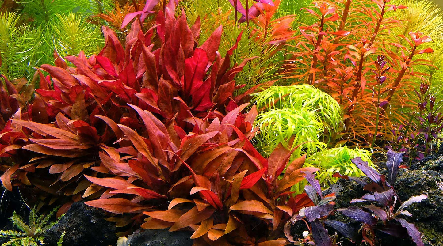Alternanthera reineckii 'Medium' (Red Temple)