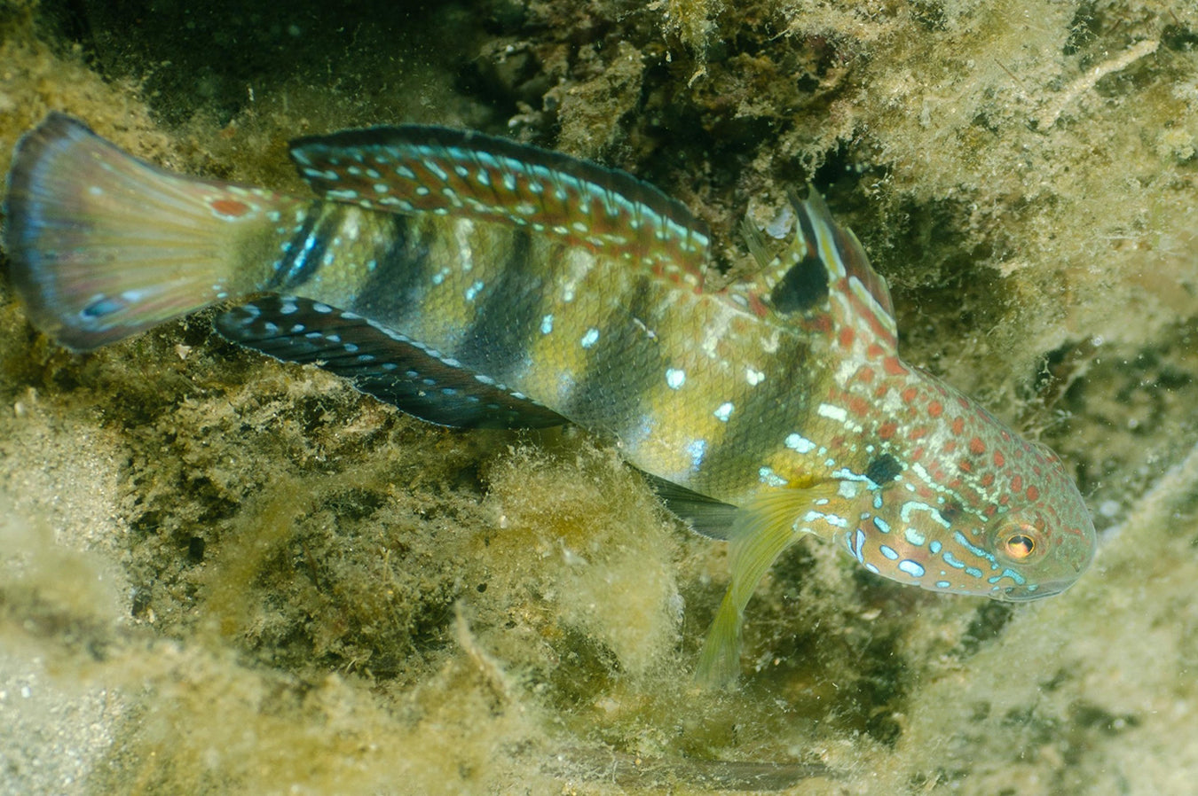 Goby Chocolate Sandsifter (Amblygobius phalaena)