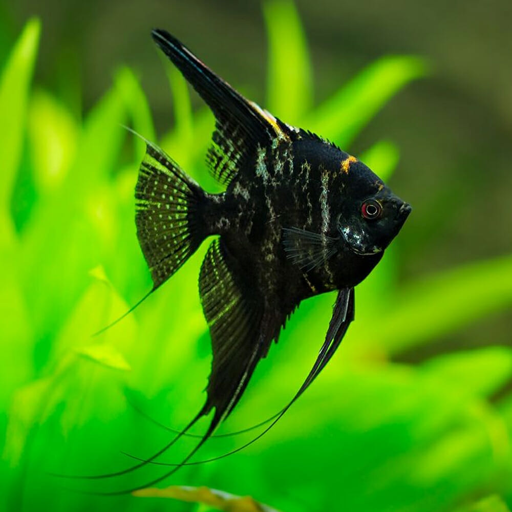 Angelfish Black Marble 4.5cm