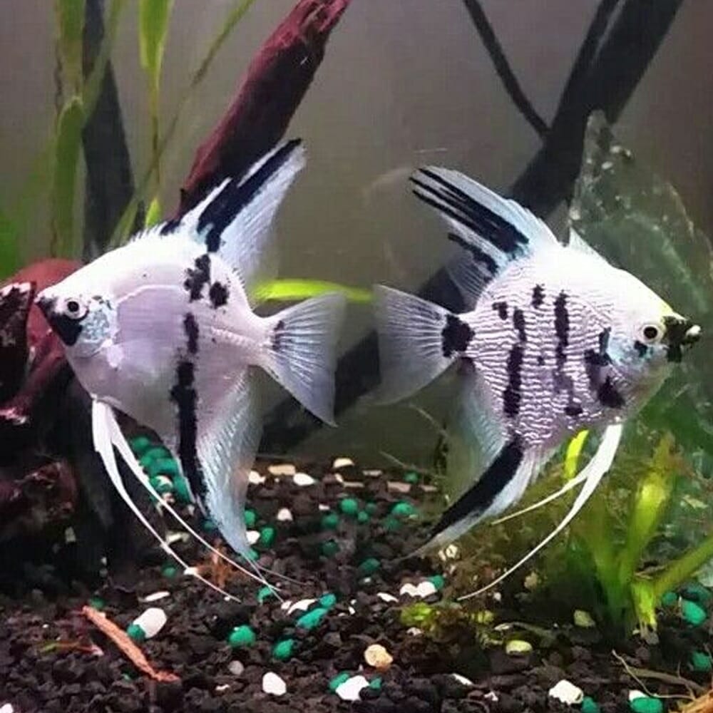 Angelfish Panda 3.5cm