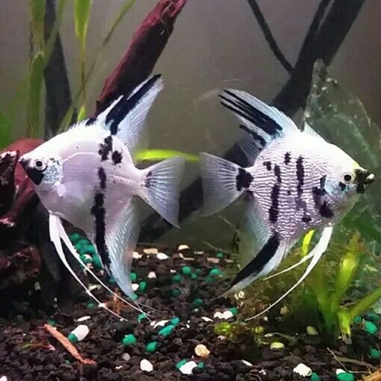 Angelfish Panda 3.5cm