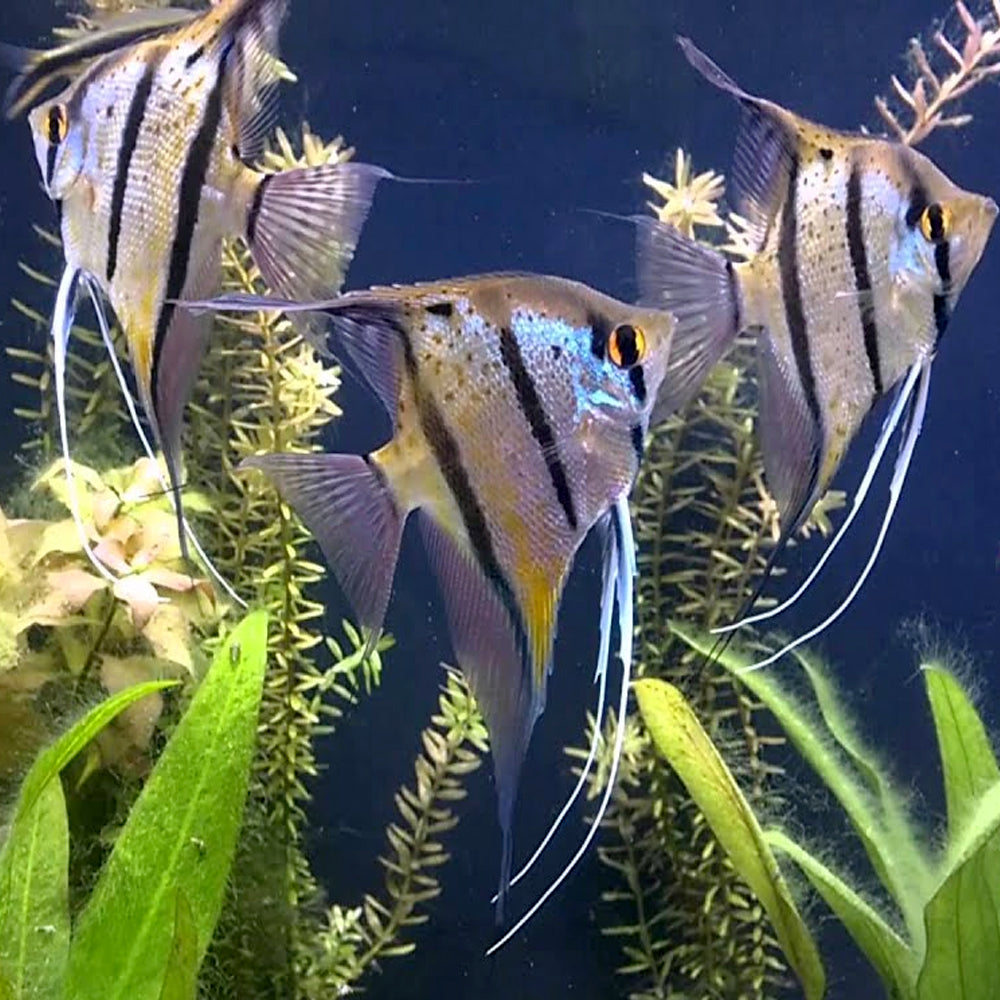 Angelfish Rio Nanay Peru Altum F1 5cm