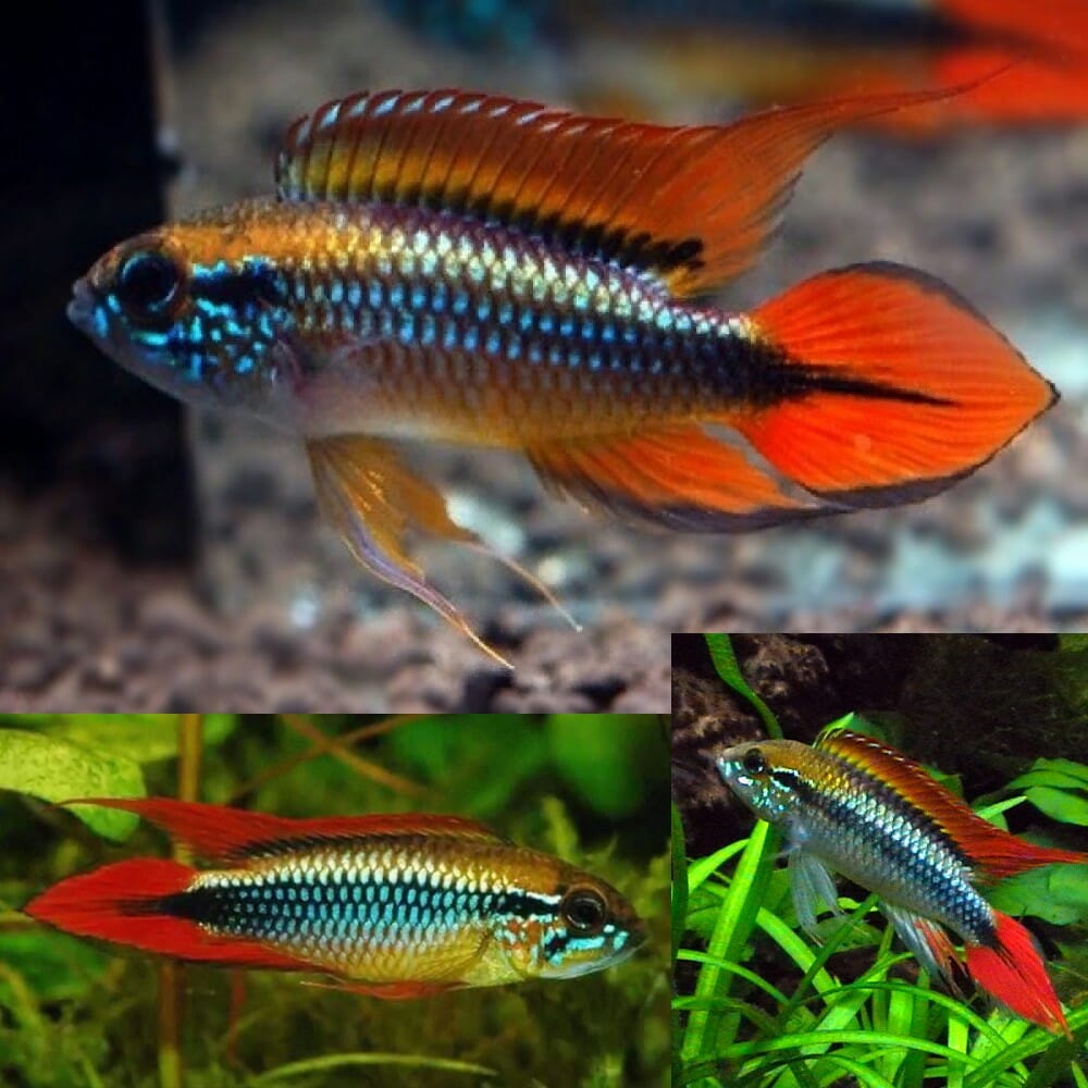 Apistogramma - Agassizii Double Red PAIR