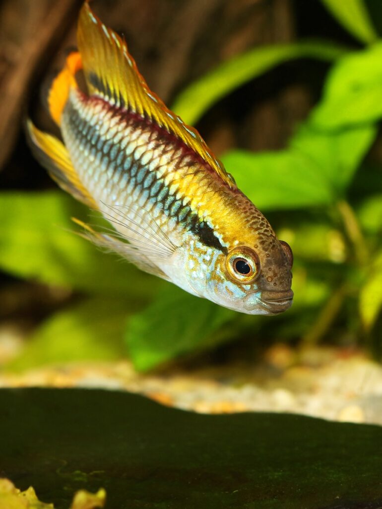 Apistogramma - Agassizii