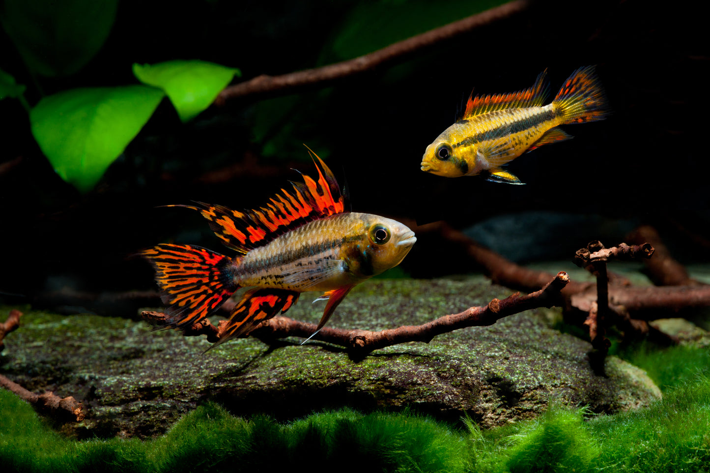 Apistogramma - Cacatuoides Super Red PAIR