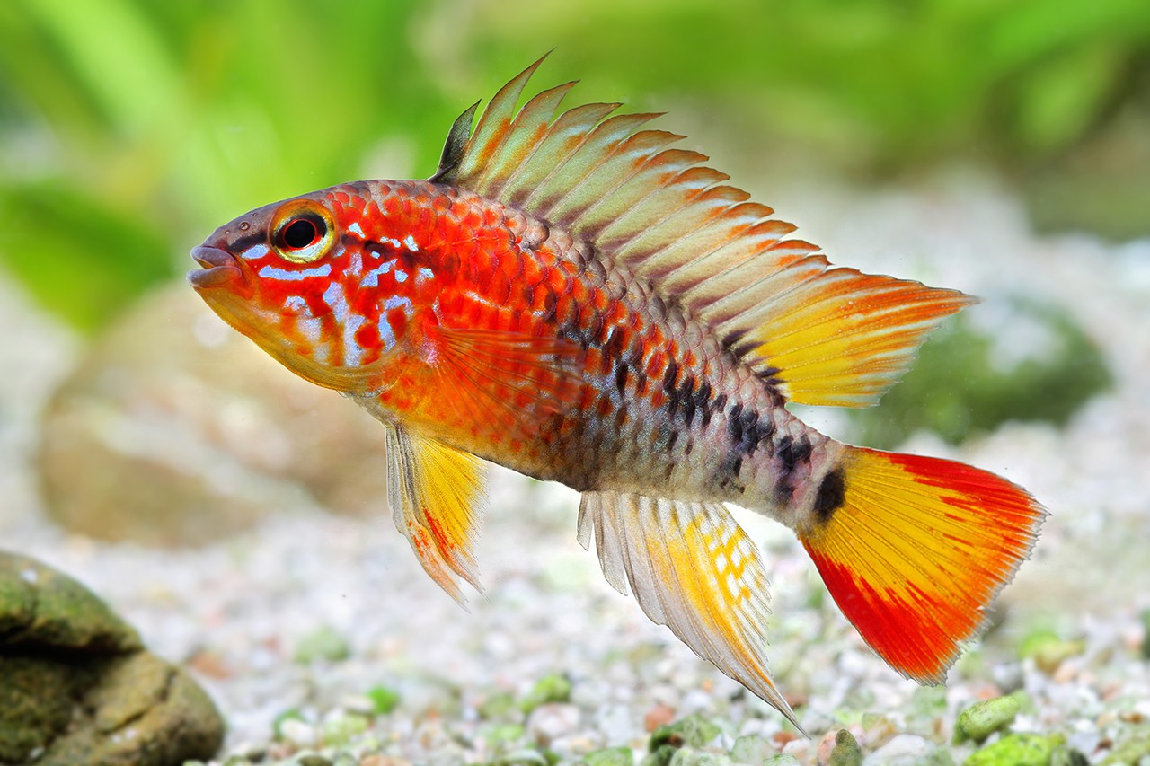 Apistogramma - MacMasteri PAIR