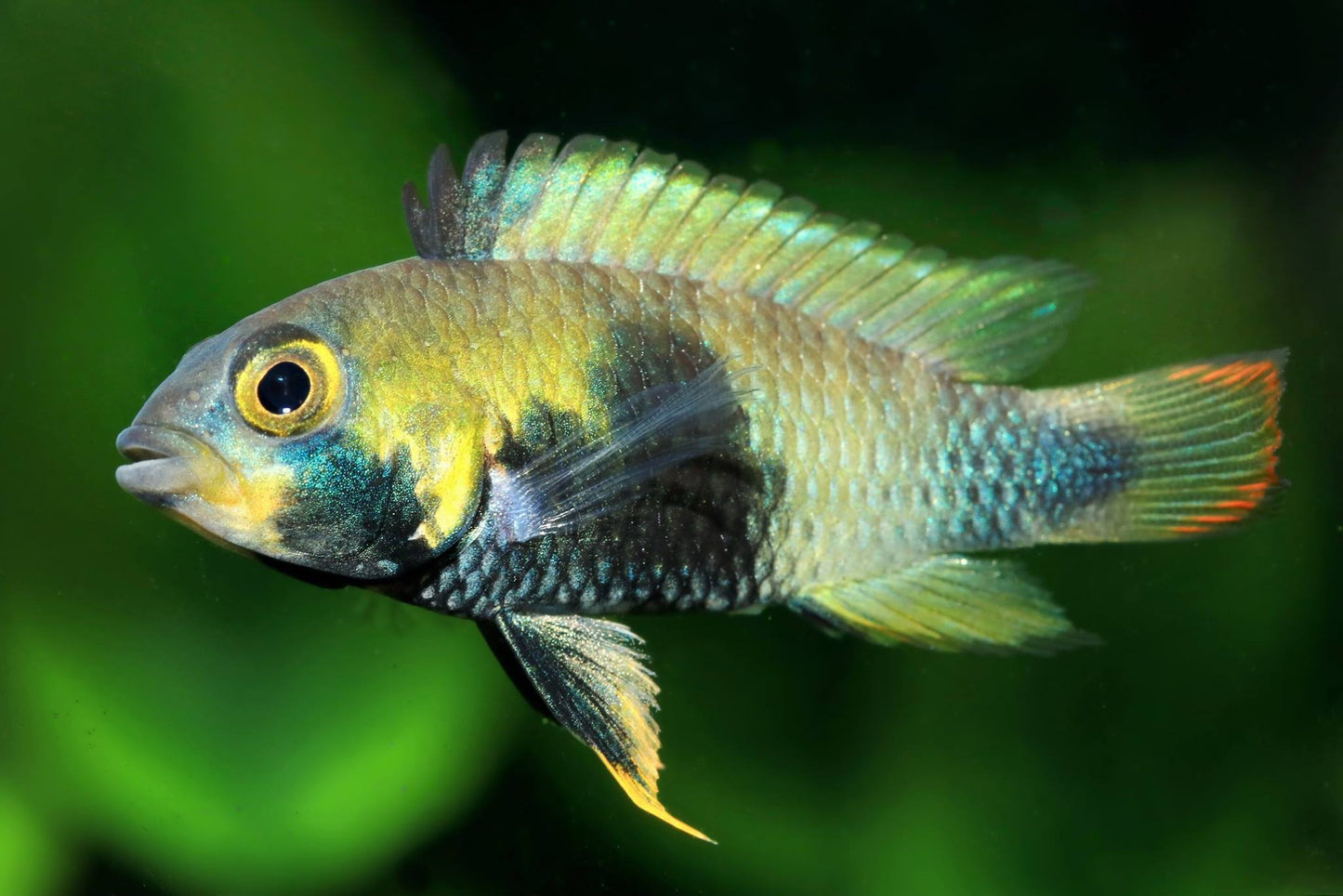 Apistogramma - Panduro