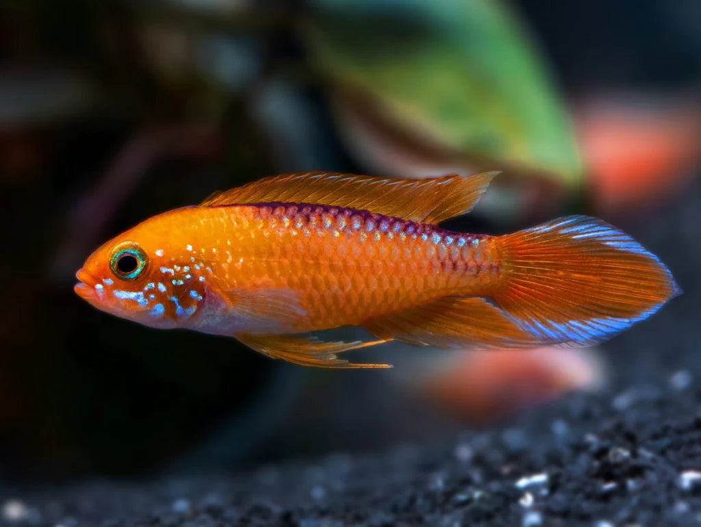 Apistogramma - Agassizii Fire Red PAIR