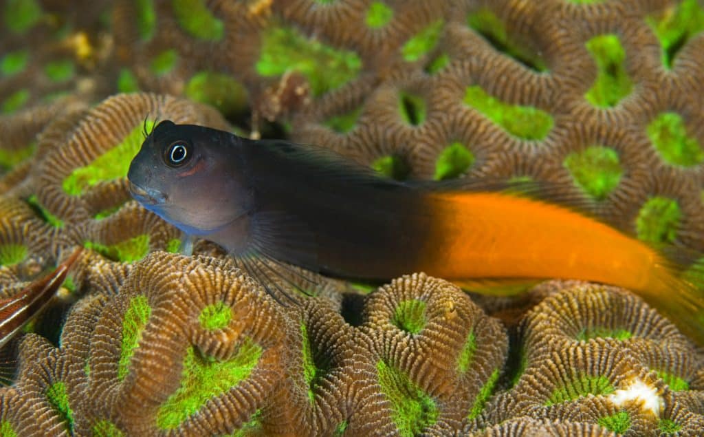 Blenny - Bicolour