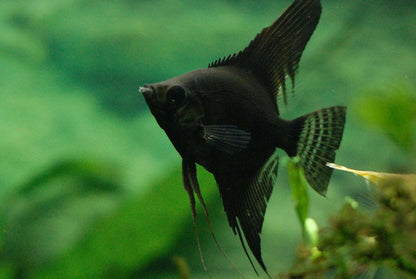 Angelfish Black 4cm