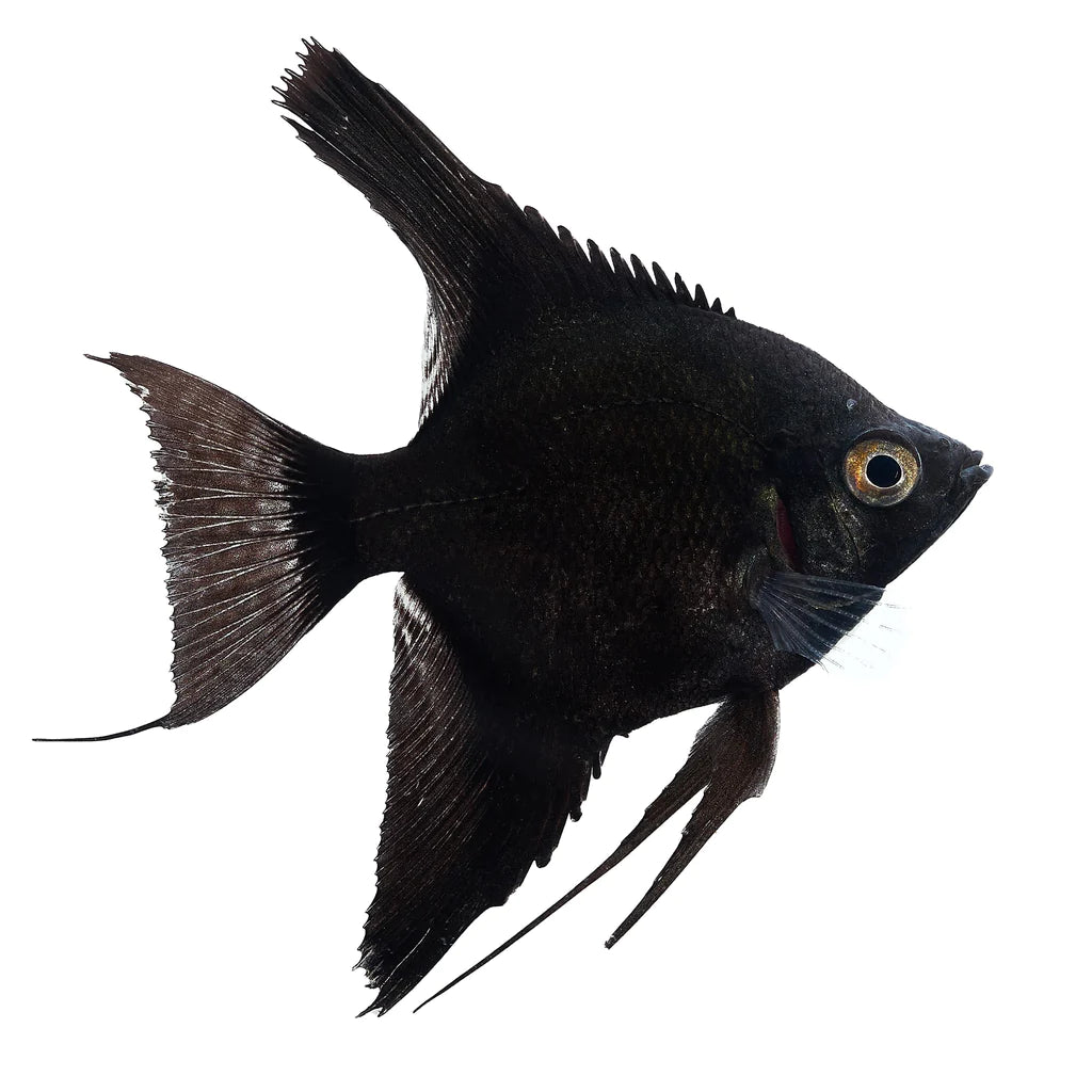 Angelfish Black 4cm