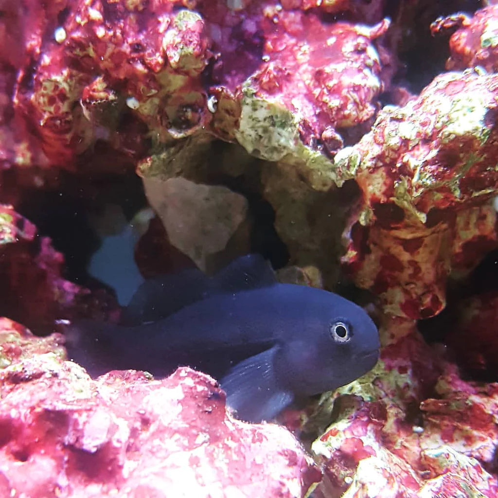 Goby Black Clown (Gobiodon strangulatus)