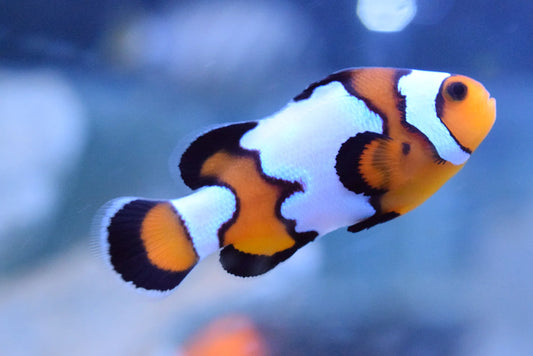 Clownfish - Black Ice (Amphirion Ocellaris) PAIR *Captive Bred*