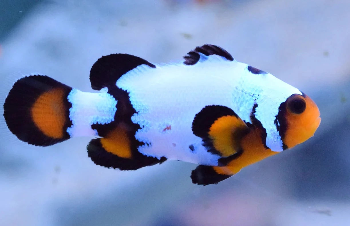 Clownfish - Ultra Black Ice (Amphirion Ocellaris) PAIR *Captive Bred* SPECIAL!