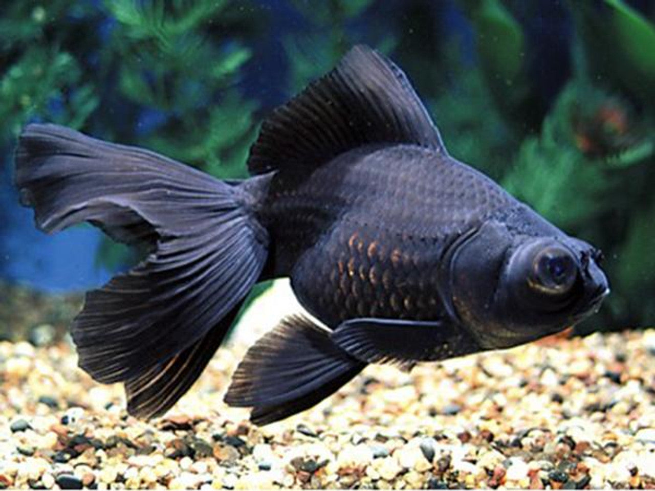 Black Moor Goldfish Do Goldfish Turn Black Black Moor Goldfish