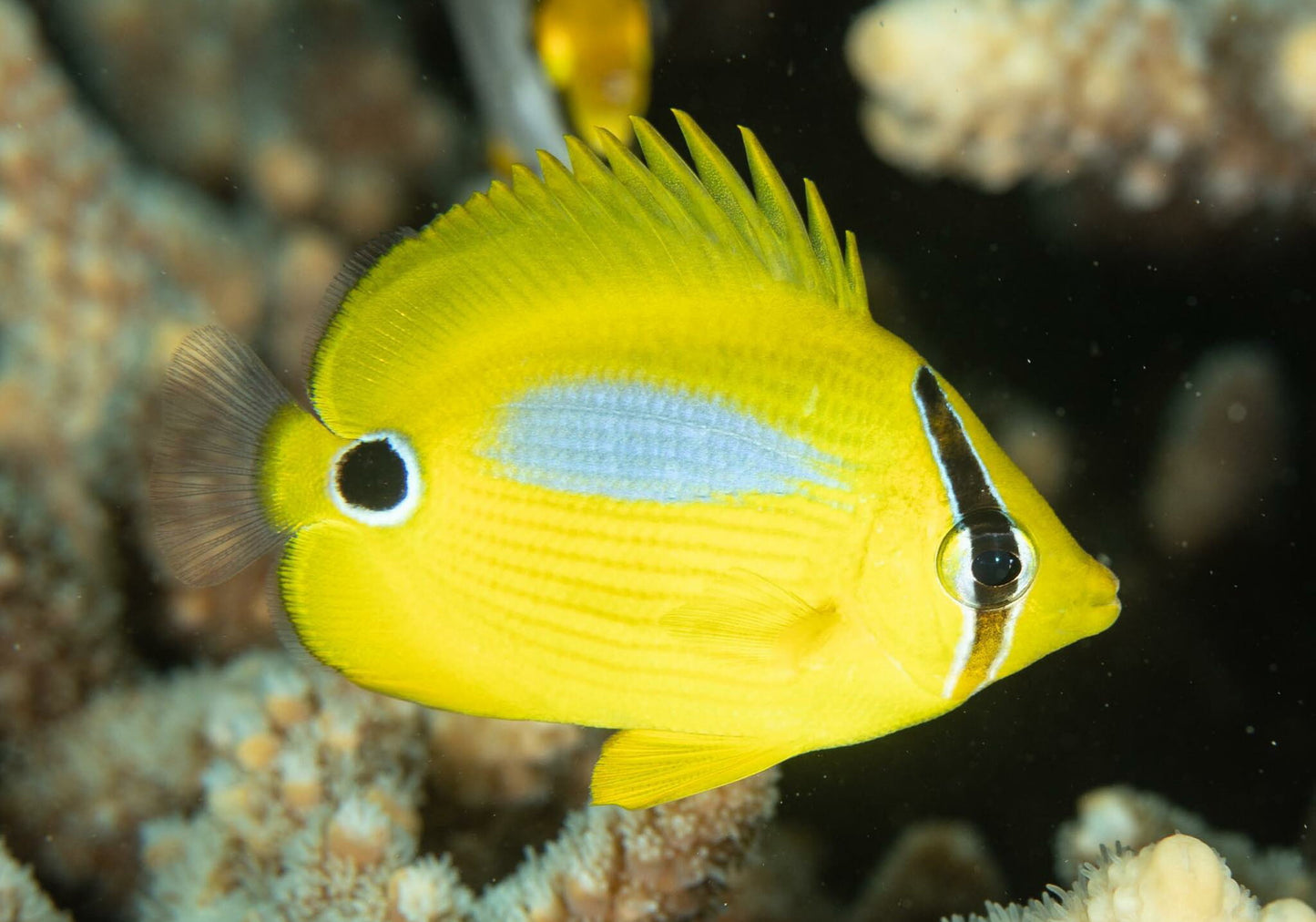 Butterflyfish - Blue-Spot (Chaetodon plebeius)