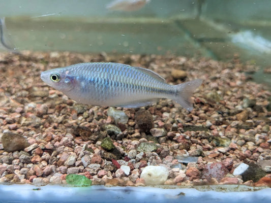 Rainbowfish - Boesmani (Melanotaenia boesemani)