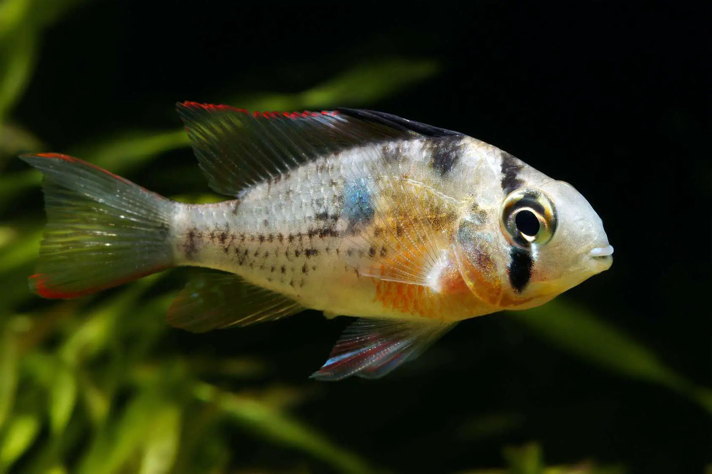 Ram - Bolivian Butterfly (Mikrogeophagus altispinosus)