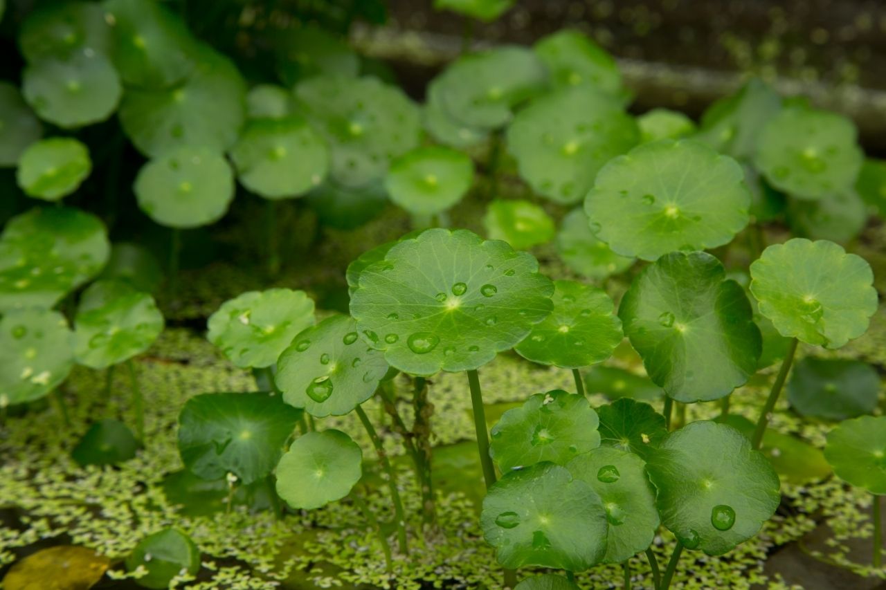 Cardamine leucocephala (Giant Cardamine/Brazilian Pennywort)