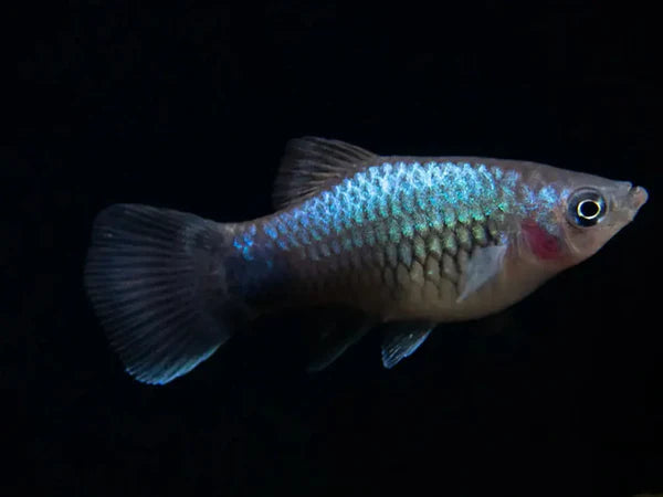 Platy Tuxedo - various